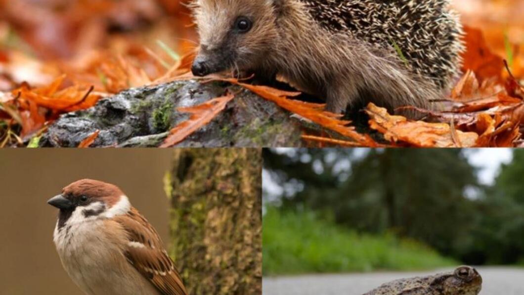 Een zeer gewenst steuntje in de rug voor onze stadsnatuur